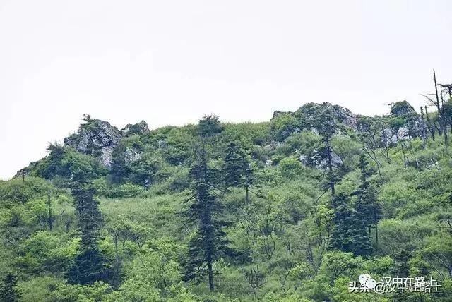 探秘汉中,汉中一村子窜入野生羚牛