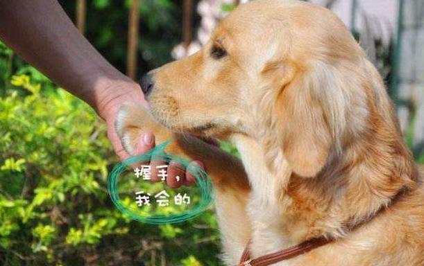 金毛训练12个动作,金毛满9个月需要怎么训练呢