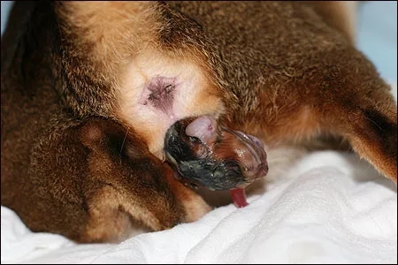 记录猫咪生产全过程,猫咪生产时的全过程