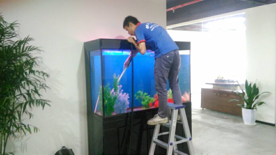 鱼缸加黄粉还能建立硝化系统吗,鱼缸快速建立硝化菌