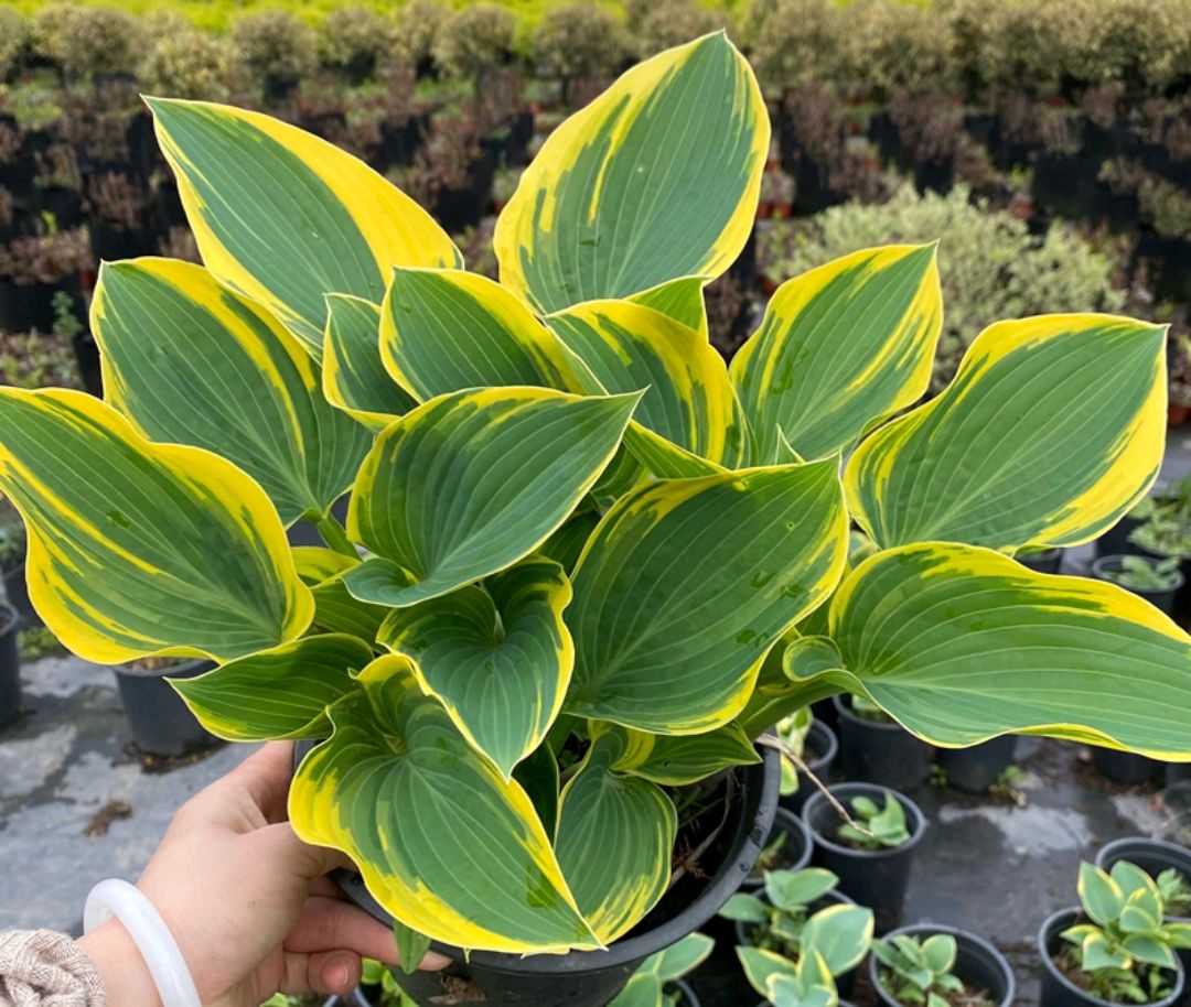 适合阳光暴晒的观叶绿植,适合室内养的高端观叶绿植