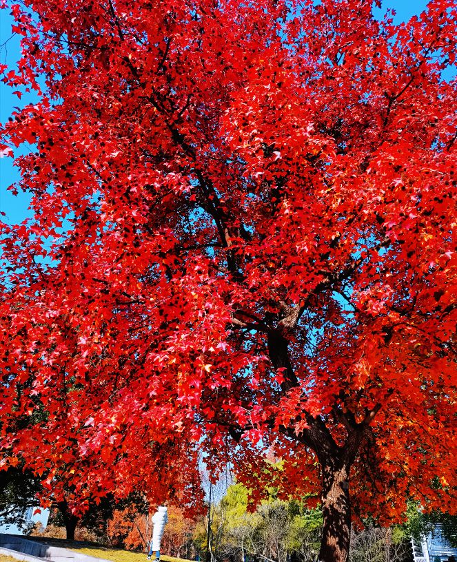 对同济大学的印象,你对同济大学有哪些认识