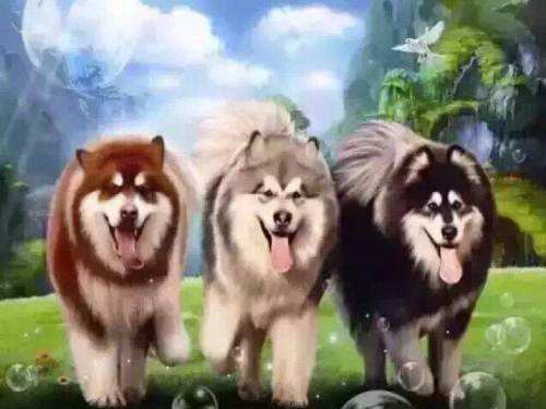 阿拉斯加雪橇犬有几种颜色,阿拉斯加雪橇犬是什么品种的狗