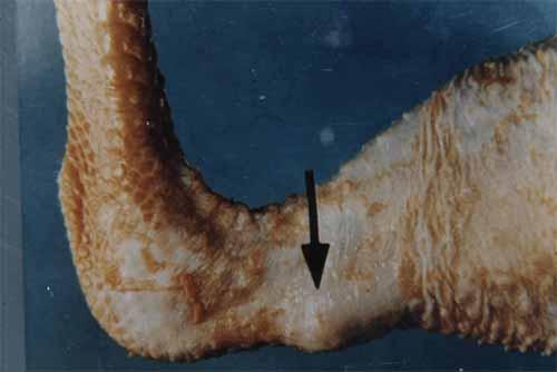 滑液囊支原体对鸡有危害吗,鸡感染了滑液囊支原体几天发作