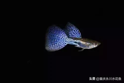 热带观赏鱼孔雀,热带观赏鱼巴西迷你孔雀鱼