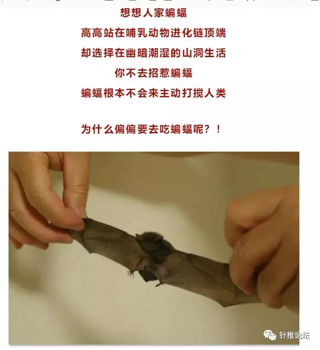 蝙蝠那么多病毒为什么不灭绝它,蝙蝠为什么是奇葩动物呢