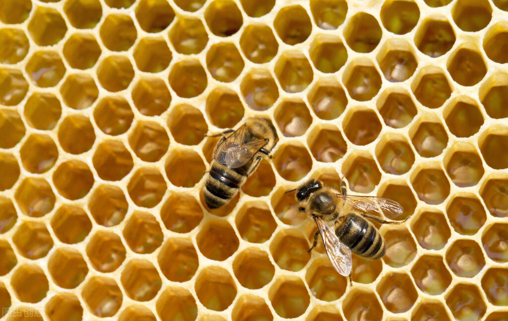 蜜蜂出现黑蜂是怎么回事,野外收回来的蜜蜂几天产卵