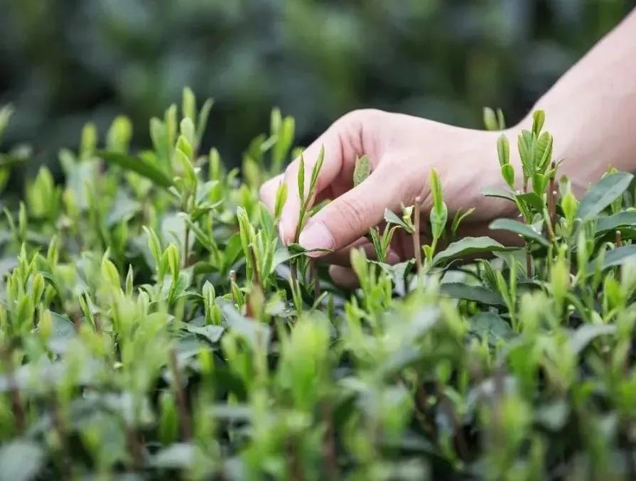 感悟茶叶的美文,关于茶叶美文佳句摘抄