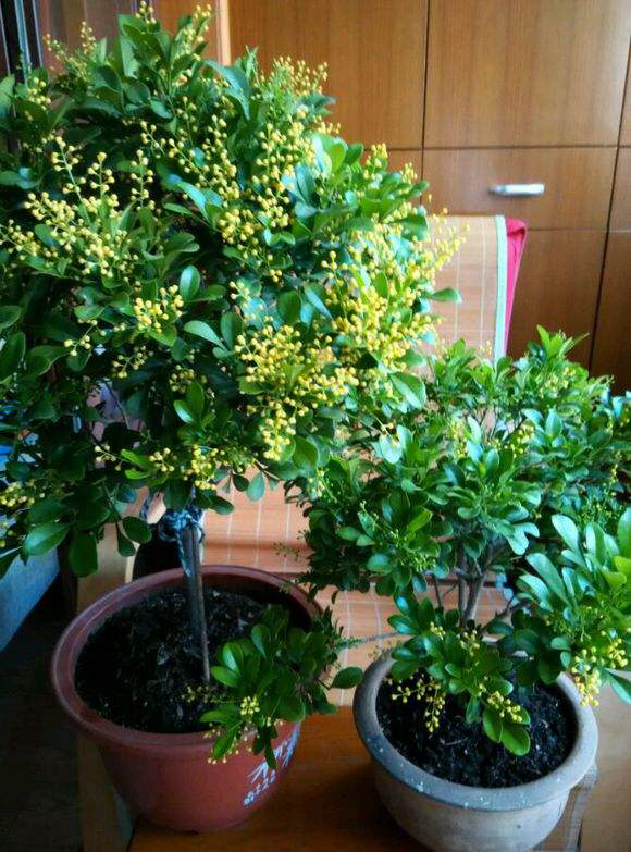 米兰用多大的花盆最好养,养米兰用什么花盆比较好