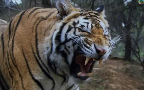 羚羊与华南虎,华南虎和藏羚羊