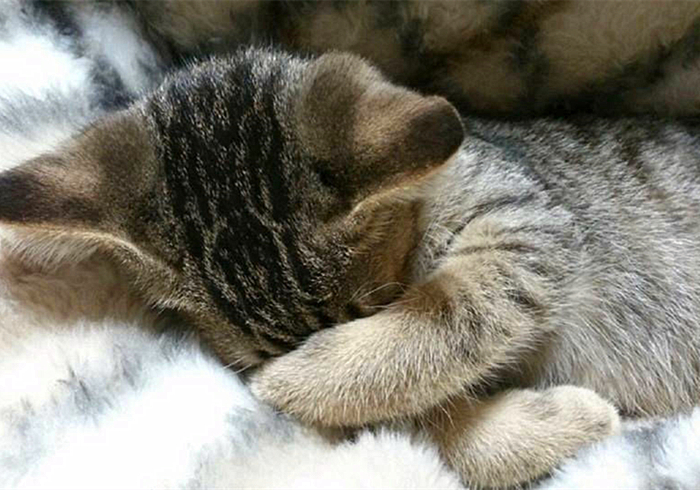 带猫咪回家过年猫咪害怕怎么办,过年带猫回家猫咪特别害怕怎么办