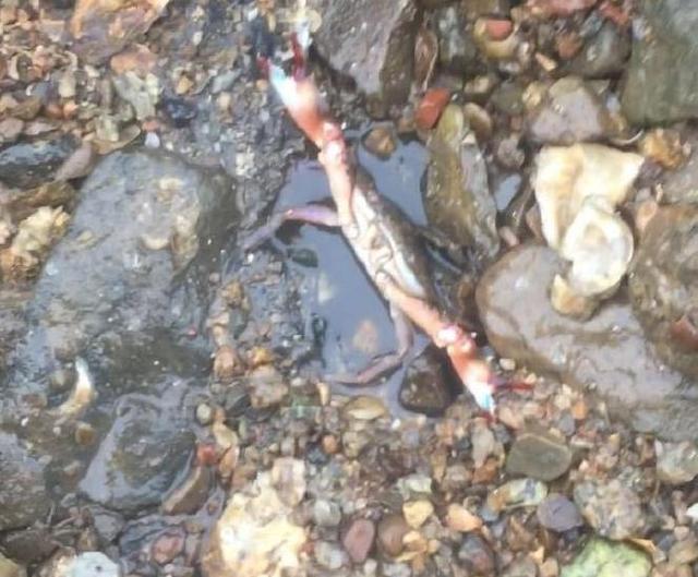 天津七里海赶海,偶遇赶海