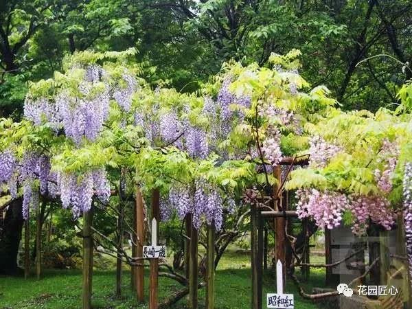 紫藤花开不负春光不负卿什么意思,紫藤花开岁月静好