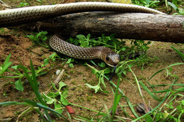 农村院子怎么防蛇进屋,庭院种什么花草防蛇