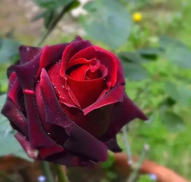 100种玫瑰图片大全,100种玫瑰鲜花你认识吗