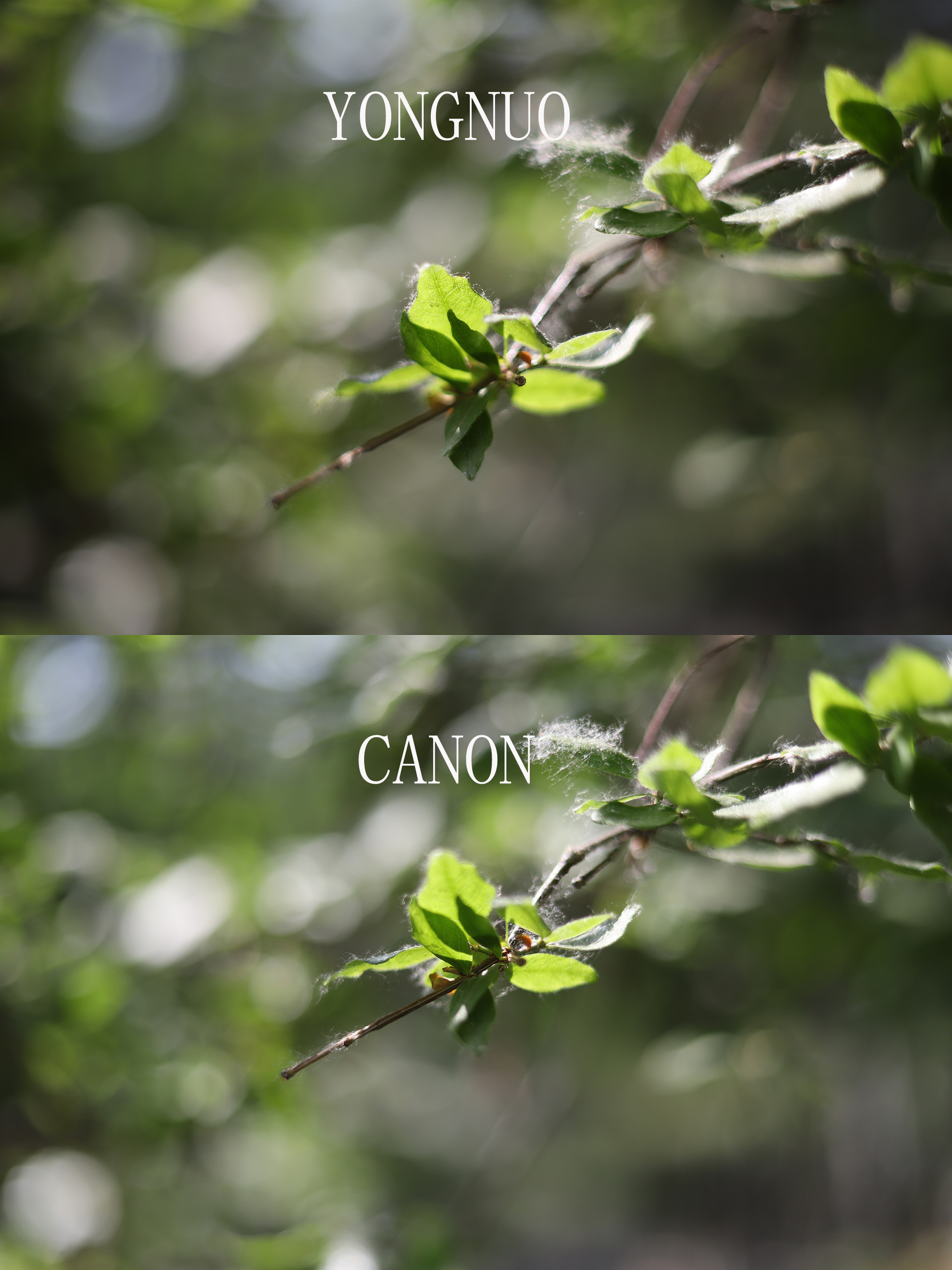 永诺yn50mmf1.8ii二代佳能550d,永诺yn50mmf1.8s索尼镜头是全画幅吗