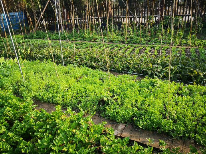 疆新,新疆番茄红素来了解一下