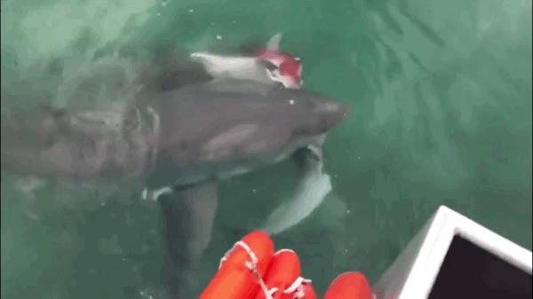 鲨鱼为什么不吃海豚的真实原因,鲨鱼为啥不吃海豚