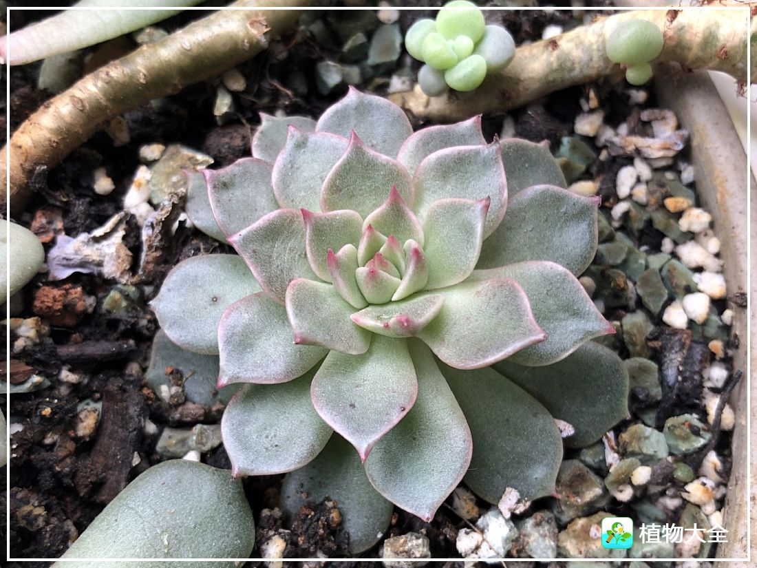 艾格尼亚多肉植物,多肉植物奥利维亚