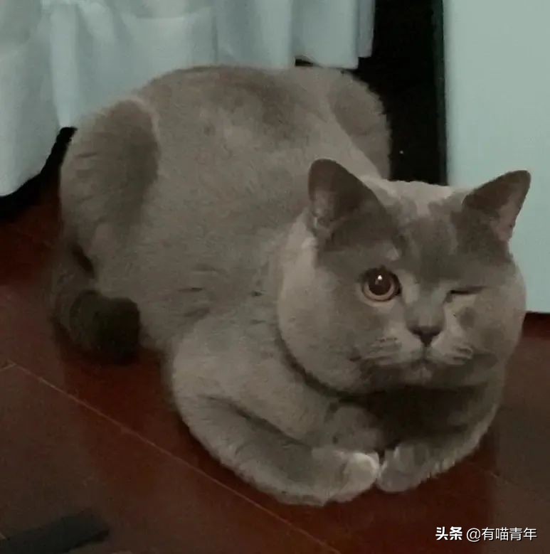 橘猫为什么是魔鬼,橘猫的恐怖之处