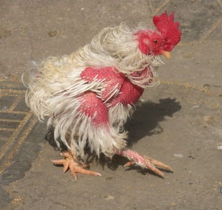 养鸡互啄怎么办,鸡子打架互啄是什么原因