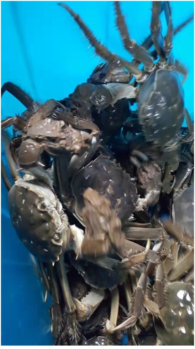 阳澄湖吃蟹旅游攻略,阳澄湖哪个地方吃蟹最正宗