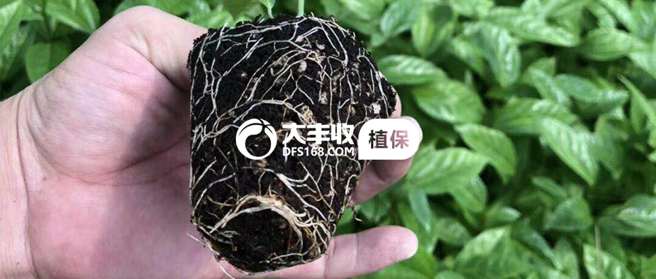 百香果烂根急救,百香果烂根补救方法