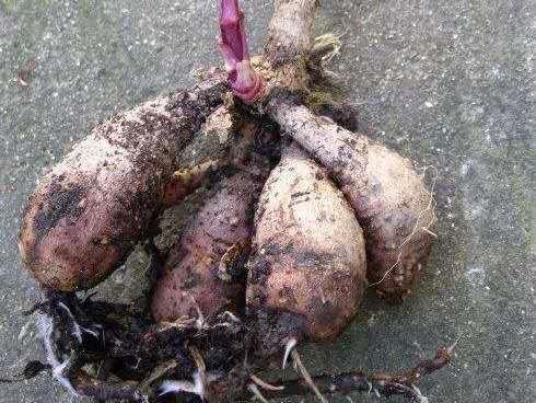 大丽花烂根萎蔫救治,大丽花烂根了怎么抢救