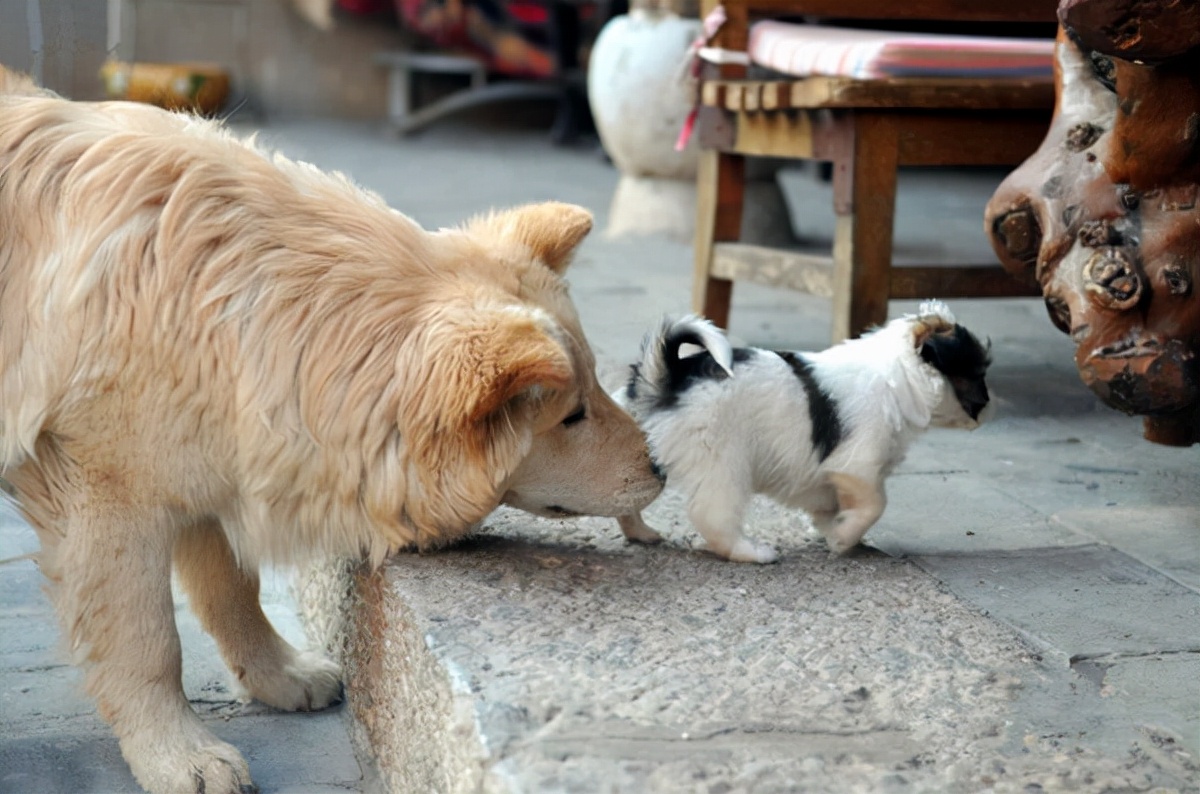 狗狗一见面,为什么会先“闻屁股”?科学研究这是彼此交流的方式