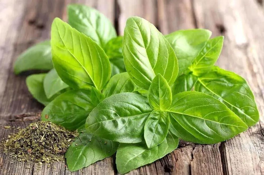 罗勒精油美容作用,罗勒精油种类