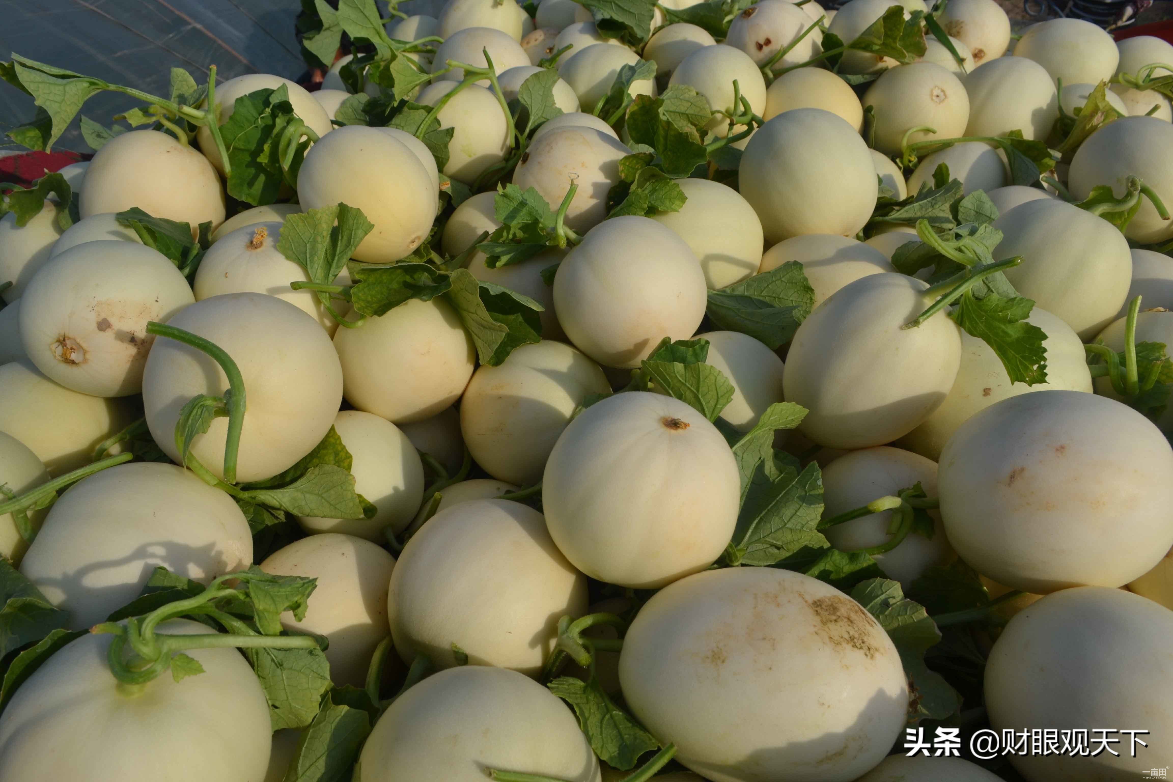 不能错过的*疆新**水果（一）