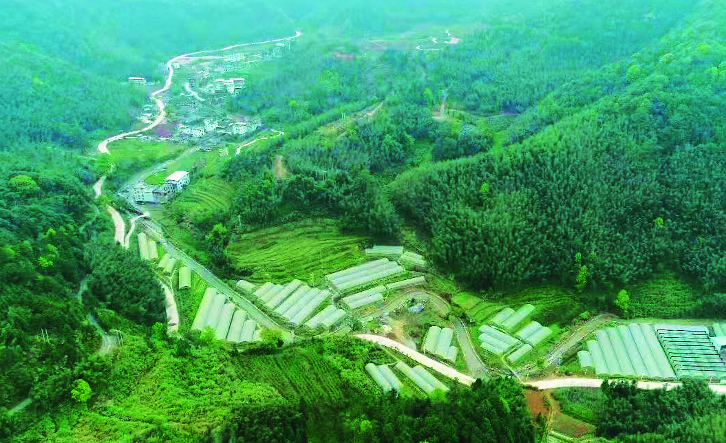 疾风知劲草——新罗区曹溪街道黄田、洋坑革命基点村简史