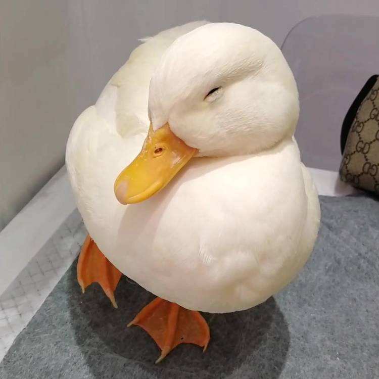 圆润可爱的柯尔鸭,养可爱的柯尔鸭