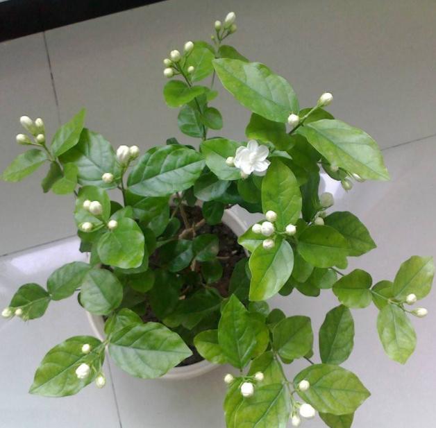 刚买茉莉花怎么养护好,6月份买的茉莉花如何养护长新芽