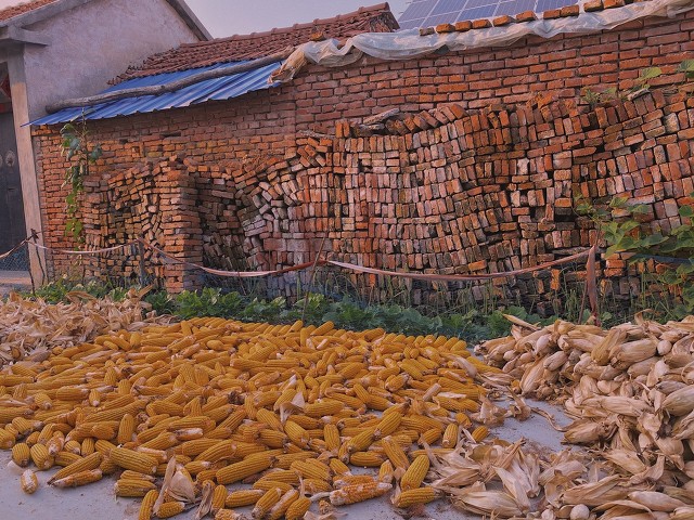 水城文学：刘建东散文｜农事记忆｜江苏江阴