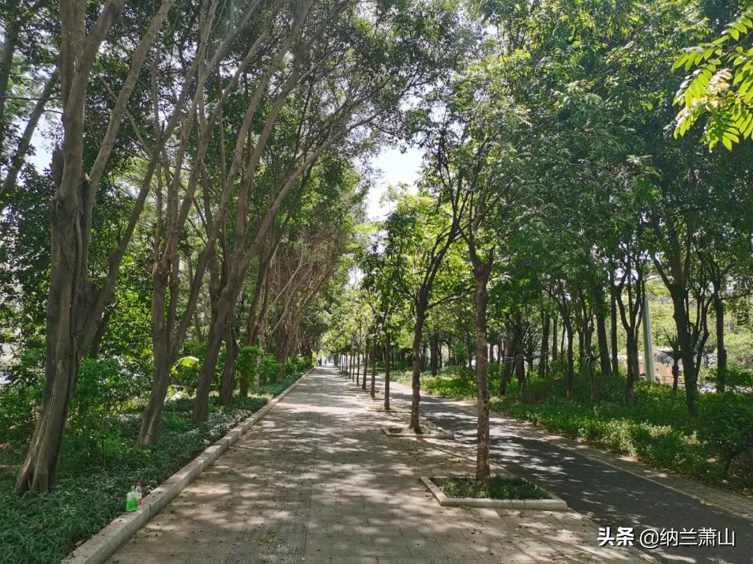 西丽综合枢纽,西丽枢纽中标单位公示