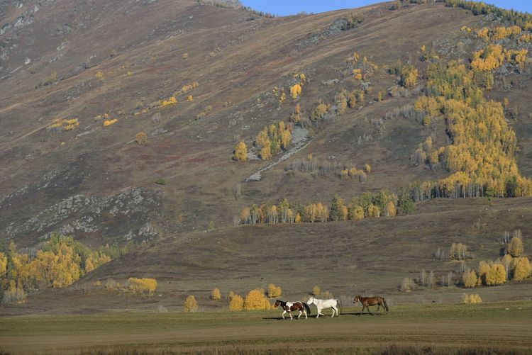 北疆神秘的地方,新疆北疆小众秘境