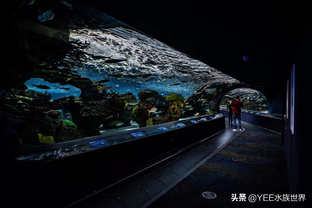 养鱼遇到的问题和解决办法,养鱼太麻烦了