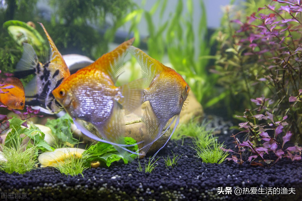 懒人适合养什么体积小观赏鱼,什么小型观赏鱼最适合在大鱼缸养