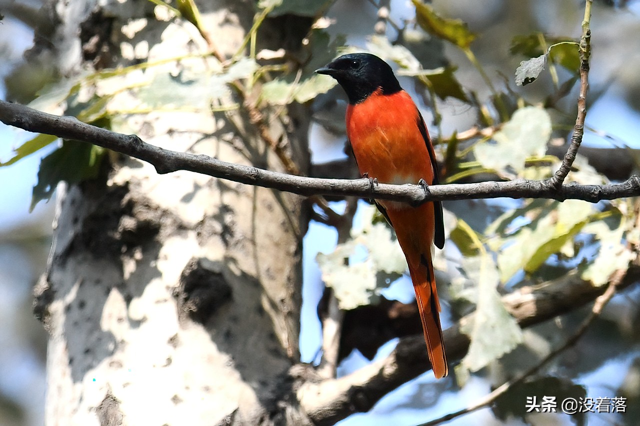 「10.13」北京沙河观鸟日记：收获长尾山椒鸟与中华攀雀