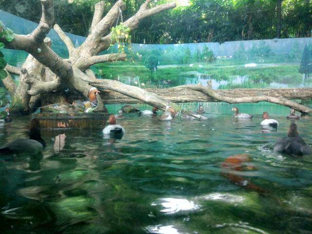 广州番禺区长隆野生动物世界缆车,广州旅游长隆野生动物世界