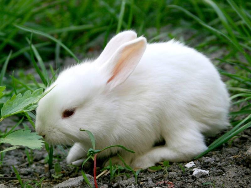 养兔子兔子可以喝水吗,养兔子需要给兔子喝水吗