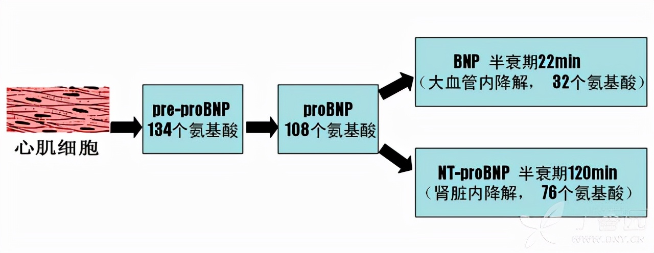 心内科常见化验指标解读,心脏好不好查什么项目