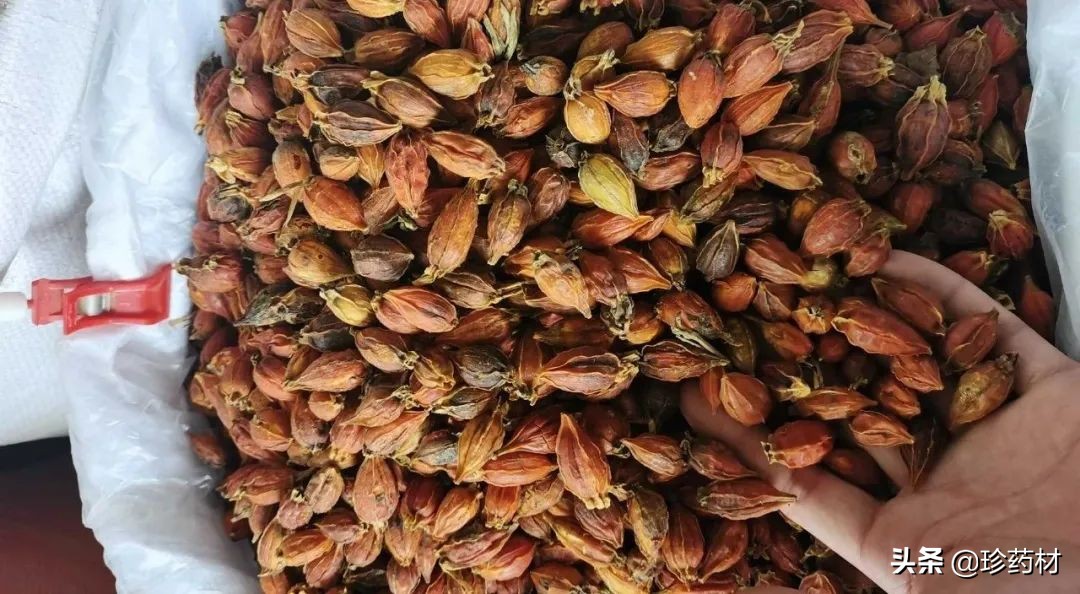 药材市场今日观察第五期,药材市场每日观察二十四期