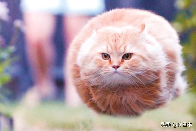 沙雕手办日本小哥,日本沙雕手办小哥哥