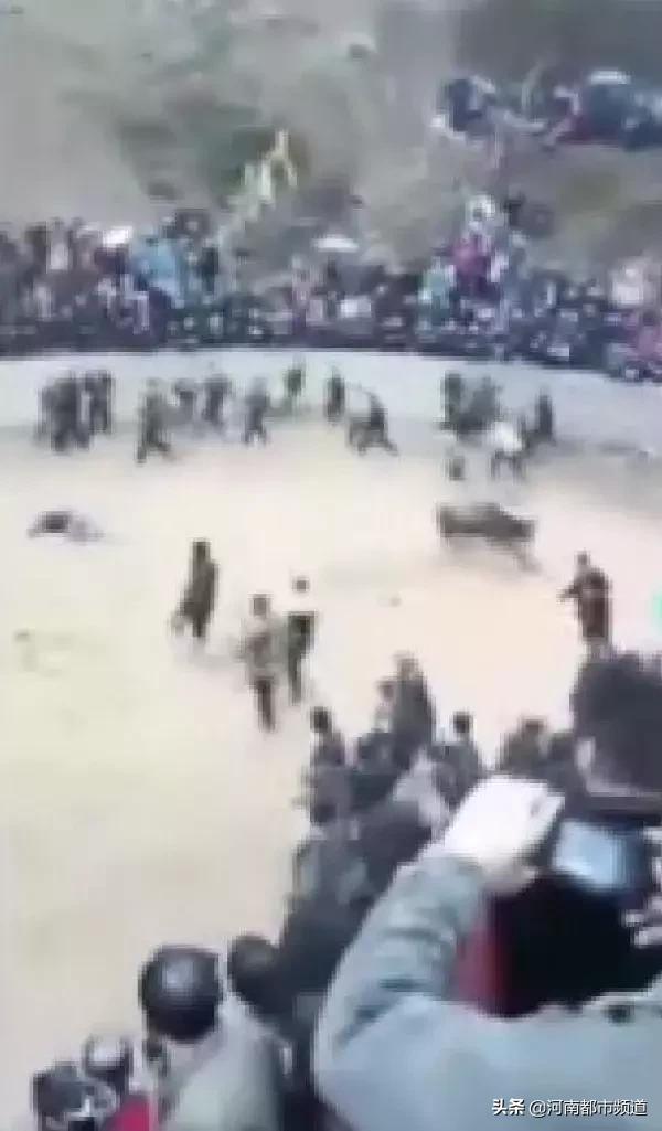 贵州斗牛碰牛断角当场死亡,斗牛喂红牛和劲酒