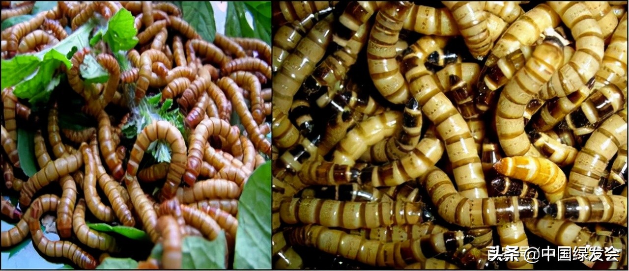 龟类饲养简易口诀,关于龟类养殖