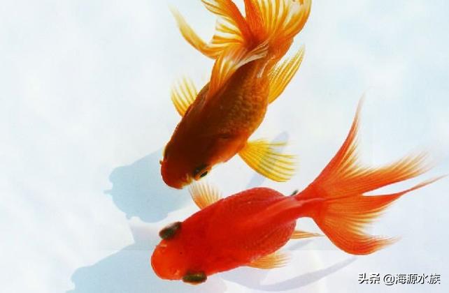 金鱼的科普小知识,观赏金鱼小知识问答