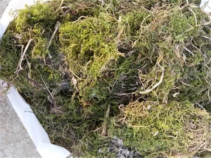 这6种碎渣渣，养花当土又当肥，比激素还有劲儿