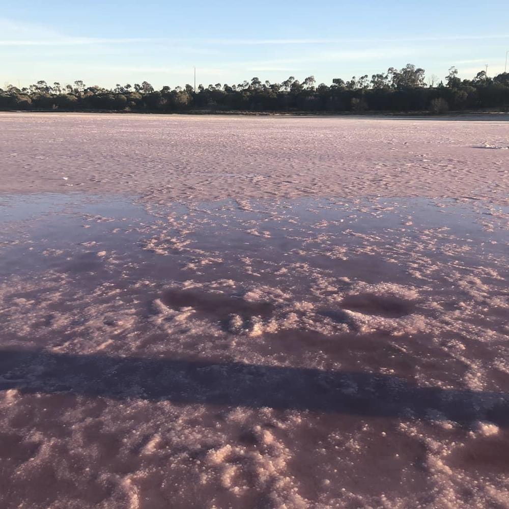 墨尔本阿德莱德周边-粉湖（LochLel）找回遗落的少女心